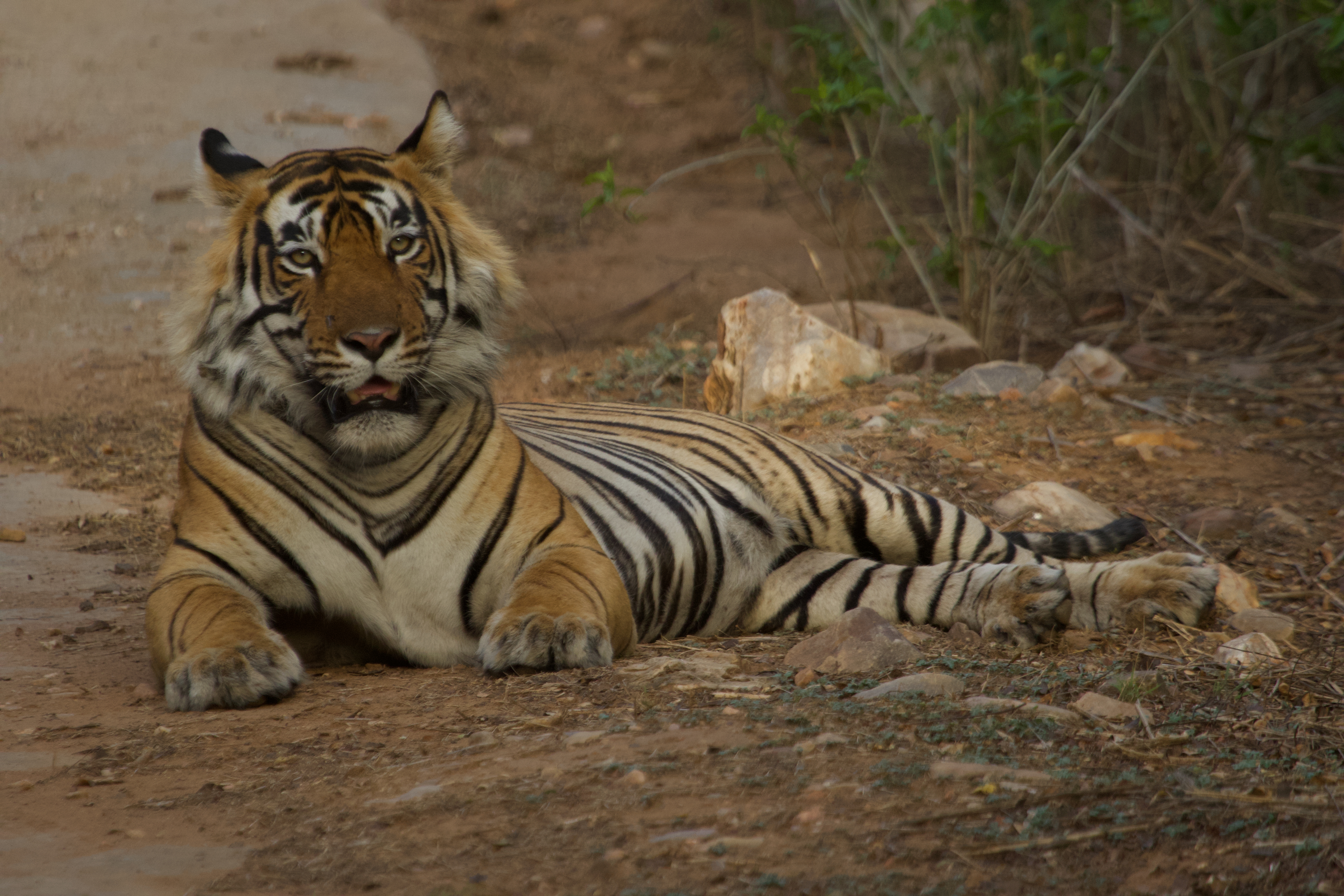 Sariska Tiger Reserve